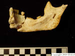 L_V20d5024 A16.96 R814 lR ta mandible